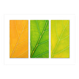 Autumn Leaves (Print Only) thumbnail