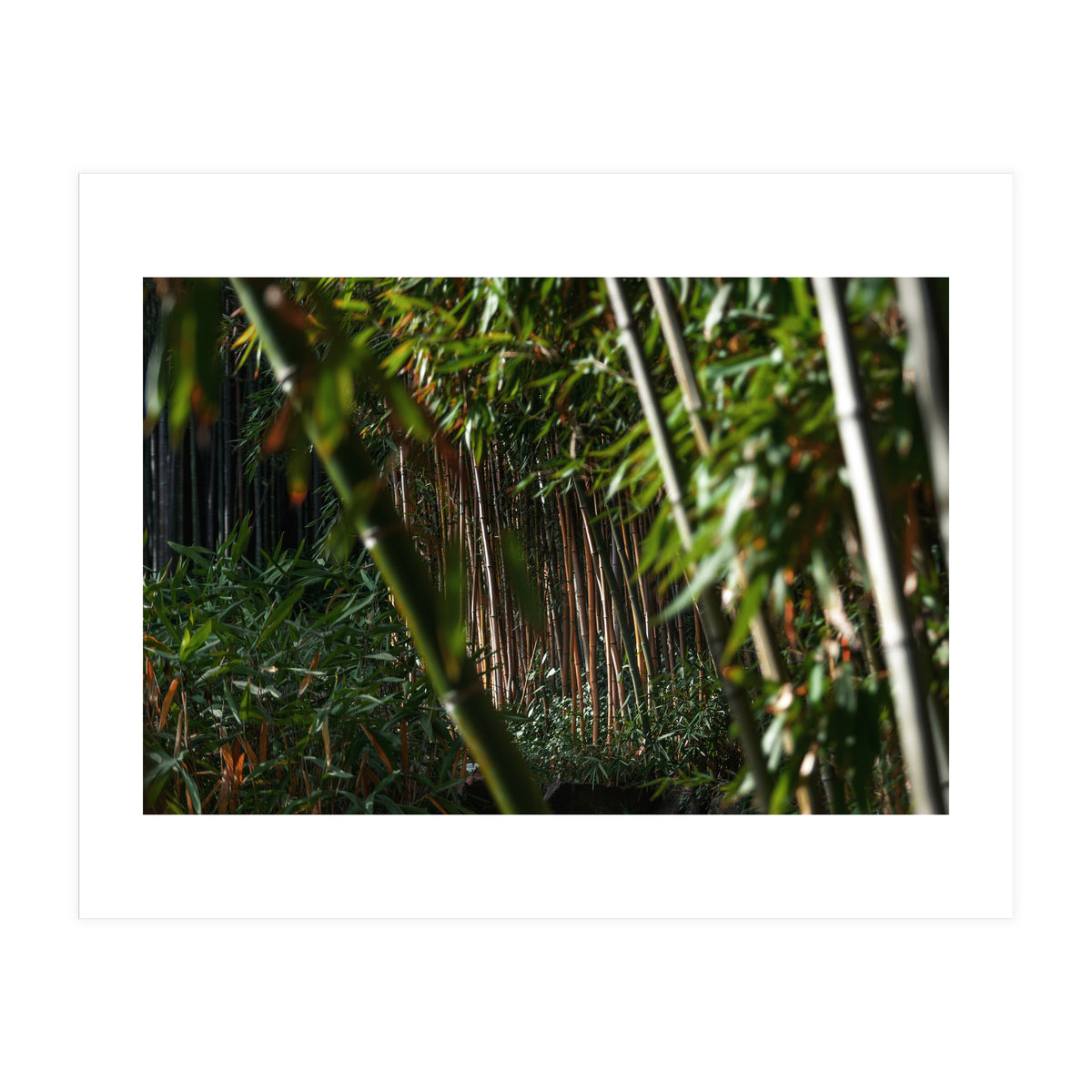 Scorpion (Print Only)