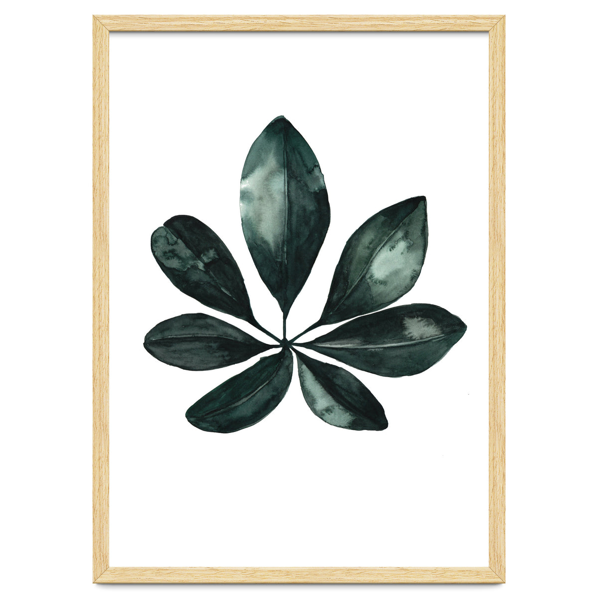 Botanical Illustration Arboricola Schefflera