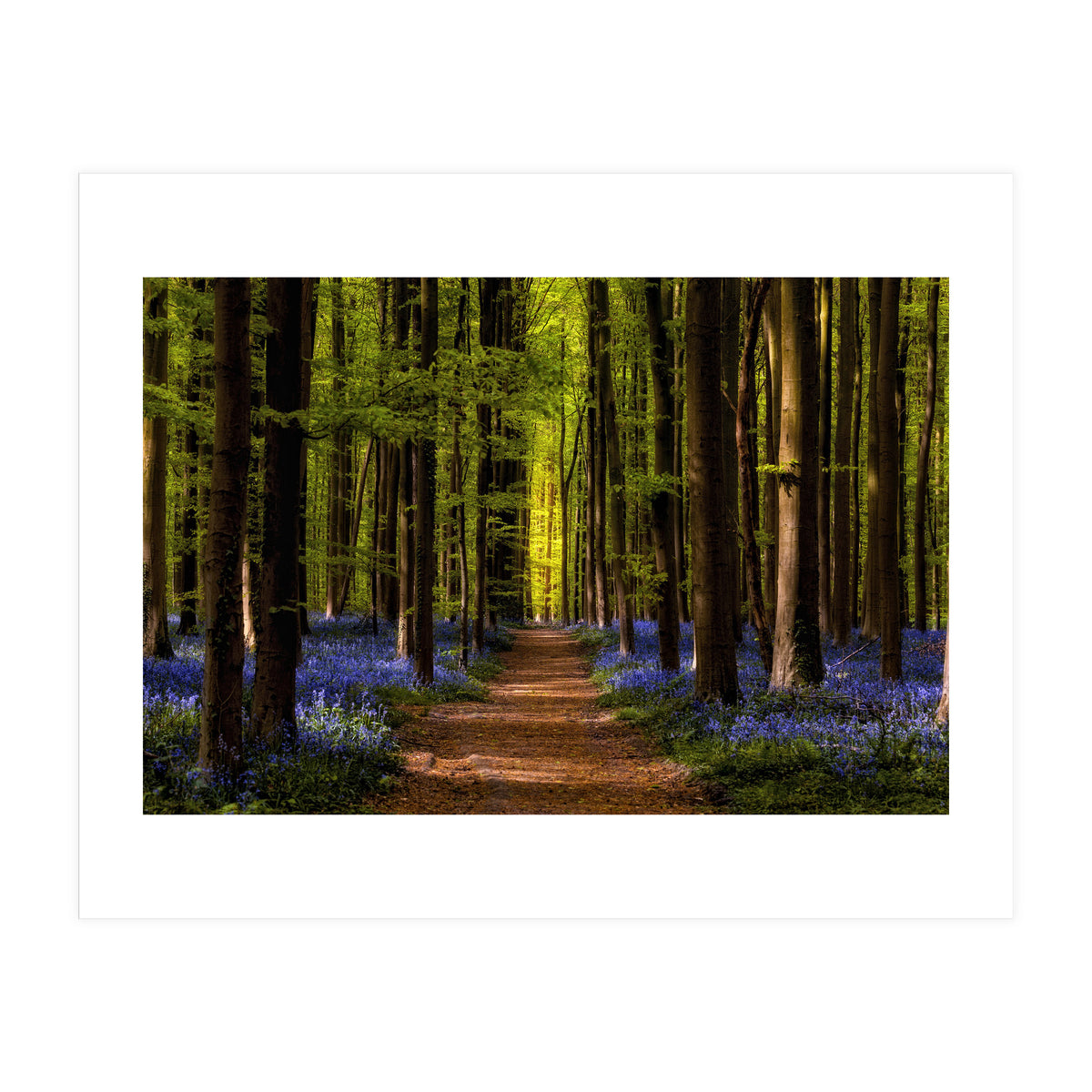 The Path To Light (Print Only)