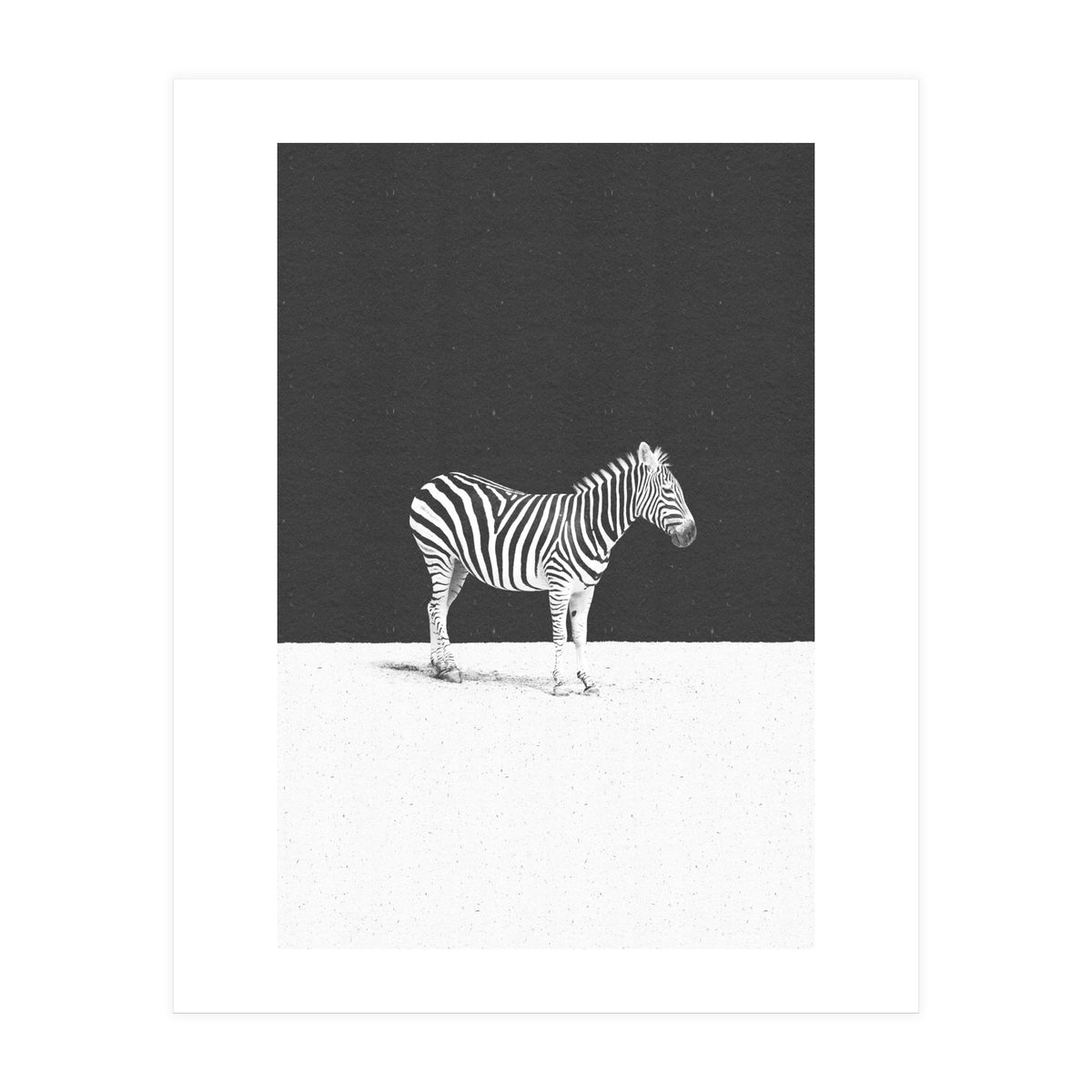 CAMOUFLAGE (Print Only)