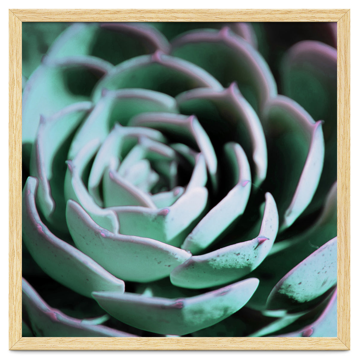 DARKSIDE OF SUCCULENTS III-A