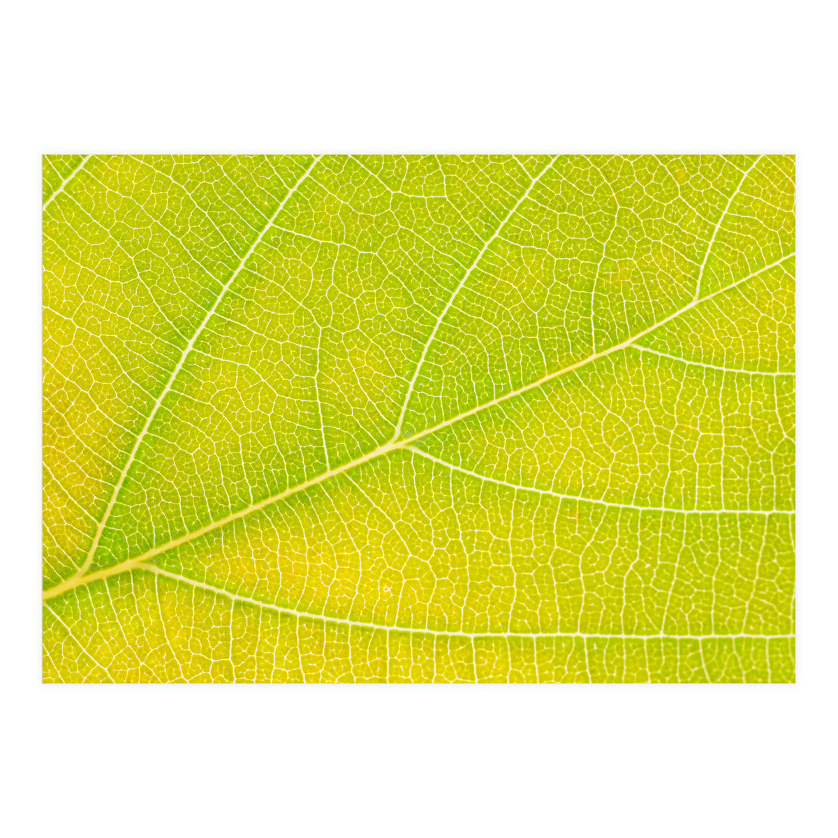 Autumn Leaf (Print Only)