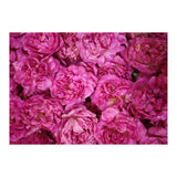 Rose Garden  (Print Only) thumbnail