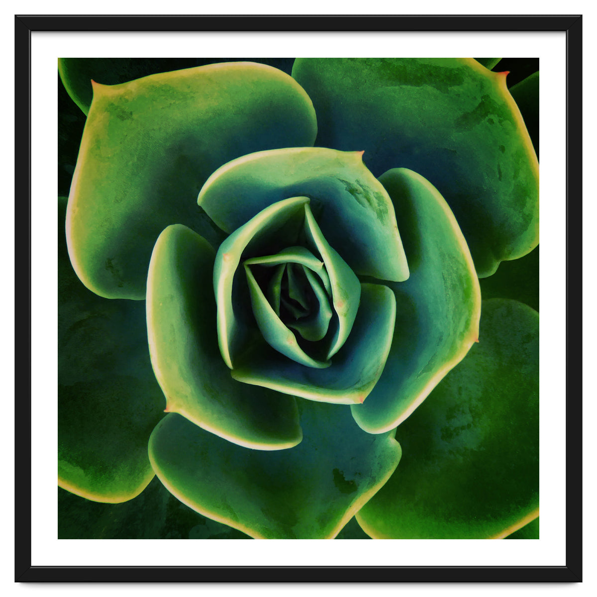 DARKSIDE OF SUCCULENTS XIII