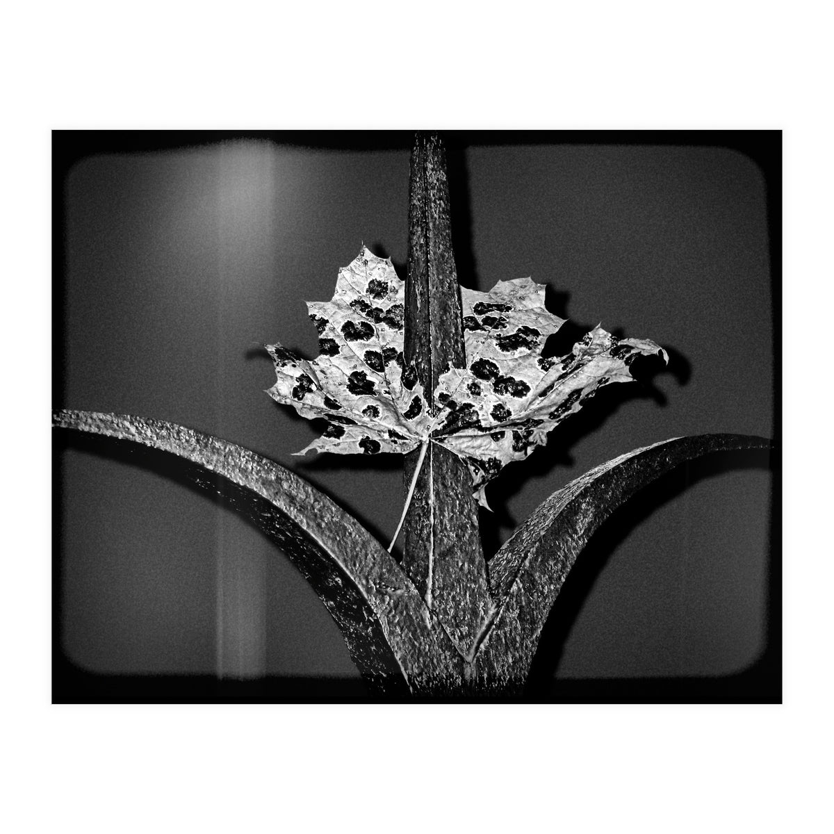 Womens Lib (Print Only)