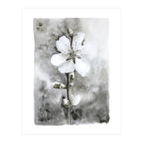 White flower (Print Only) thumbnail