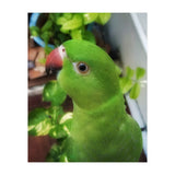 Gazing Parrot (Print Only) thumbnail