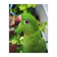 Gazing Parrot (Print Only)