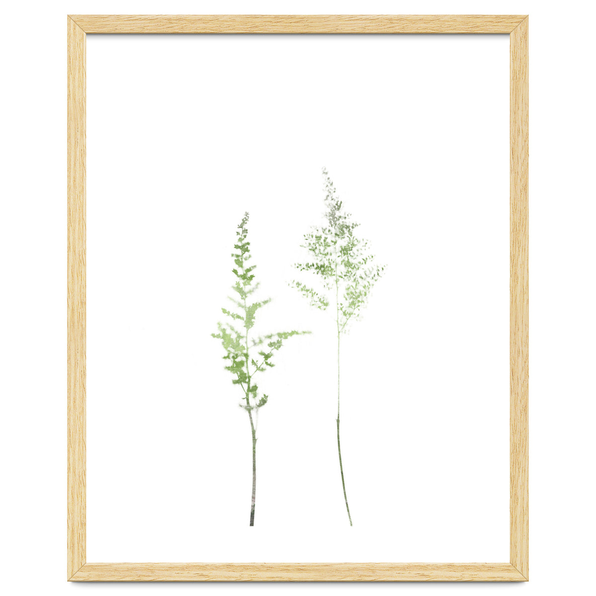 Olive Green Astilbe