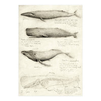 Whales (Print Only)