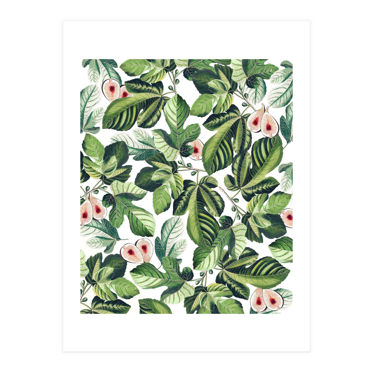 Fig Garden (Print Only)