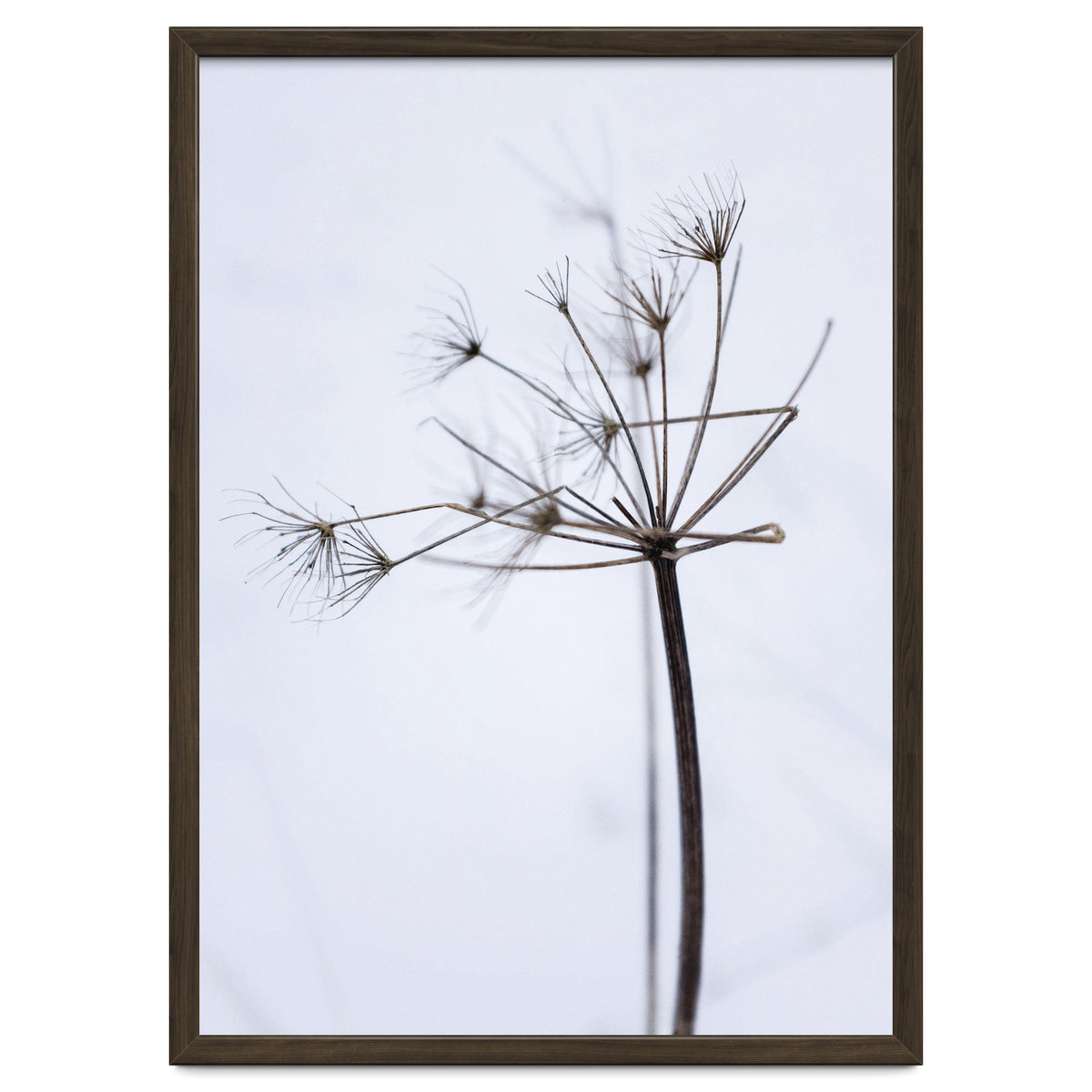 Wildflower in Winter