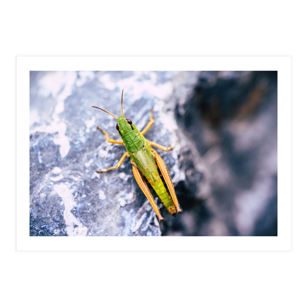 Acid Green (Print Only)