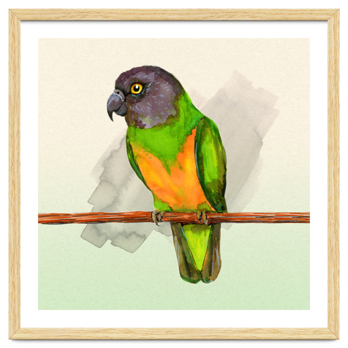 Senegal parrot watercolor