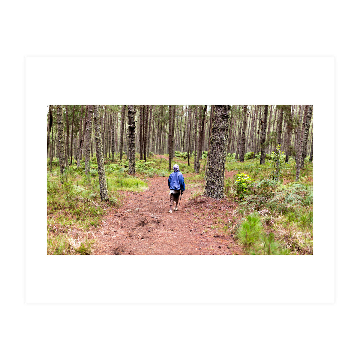 Into the forest (Print Only)