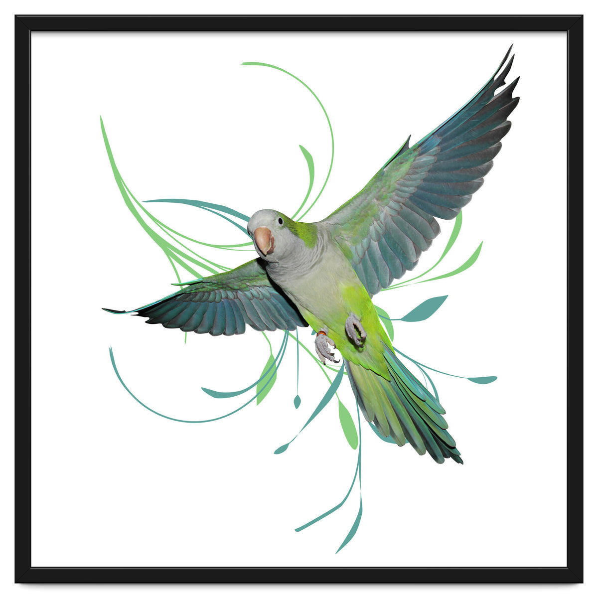 Flying quaker parrot