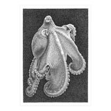Octopus no. 2 (Print Only) thumbnail
