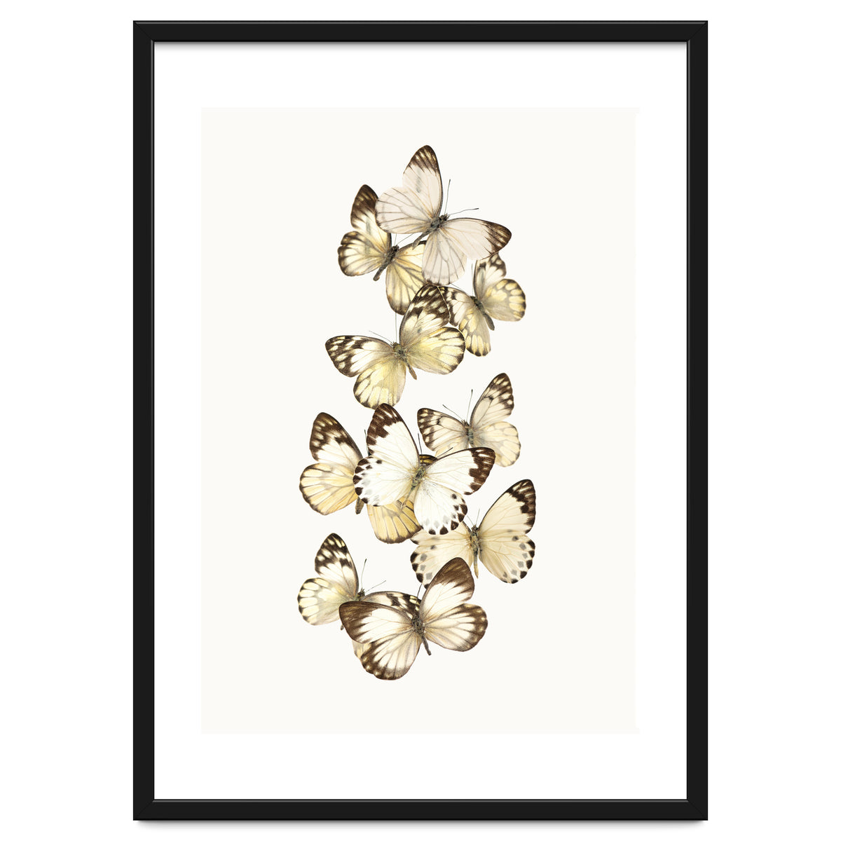 Cc Butterflies 01