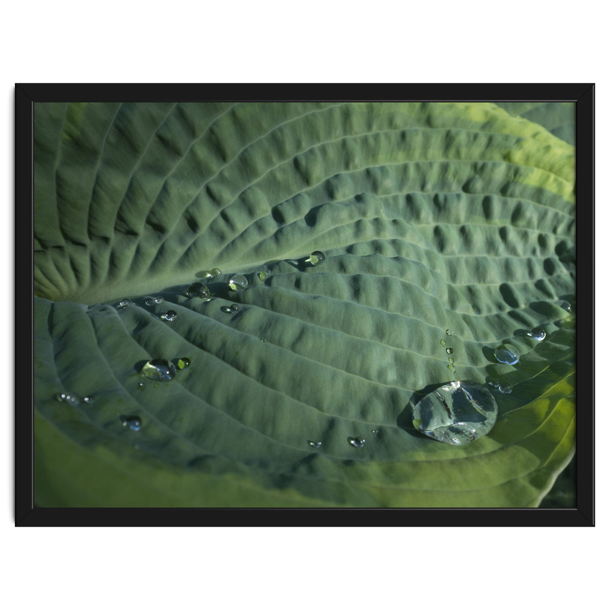 Hosta With Raindrops