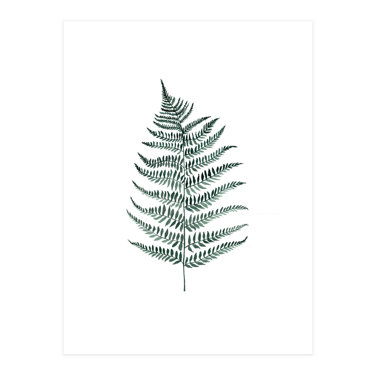 Botanical Illustration Silverfern (Print Only)