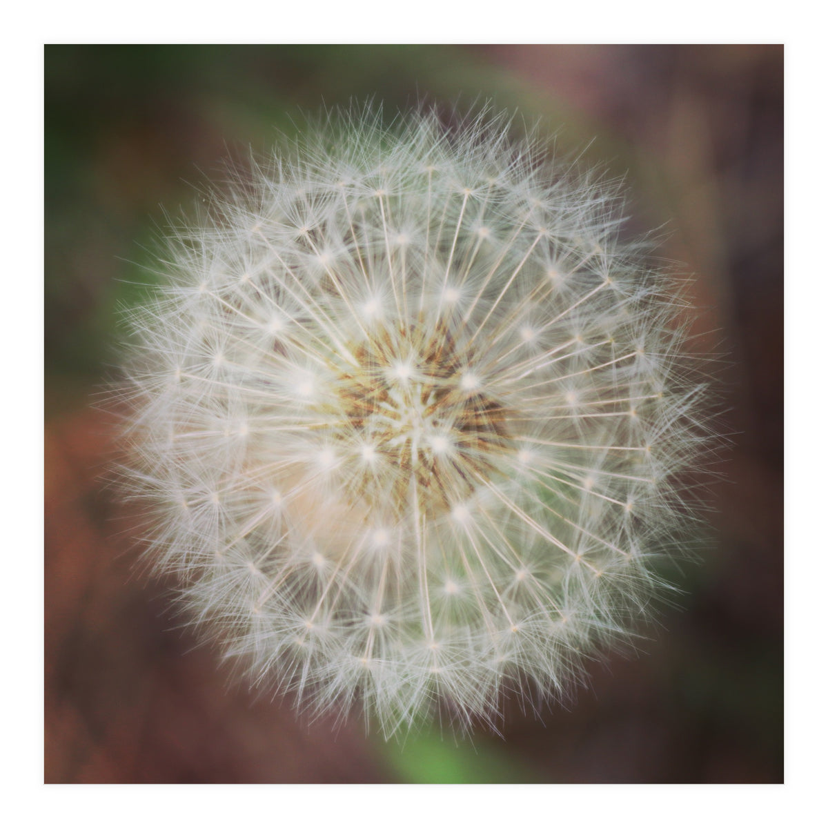 dandelion clock (Print Only)