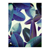 Elastica Amaro (Print Only) thumbnail