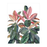 Rubber Plant (Print Only) thumbnail