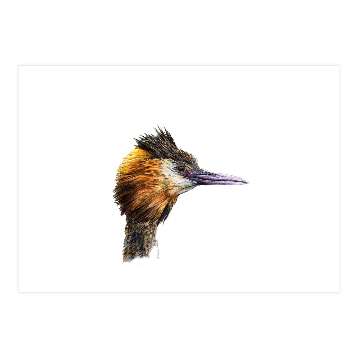 Grebe No.1 (Print Only)