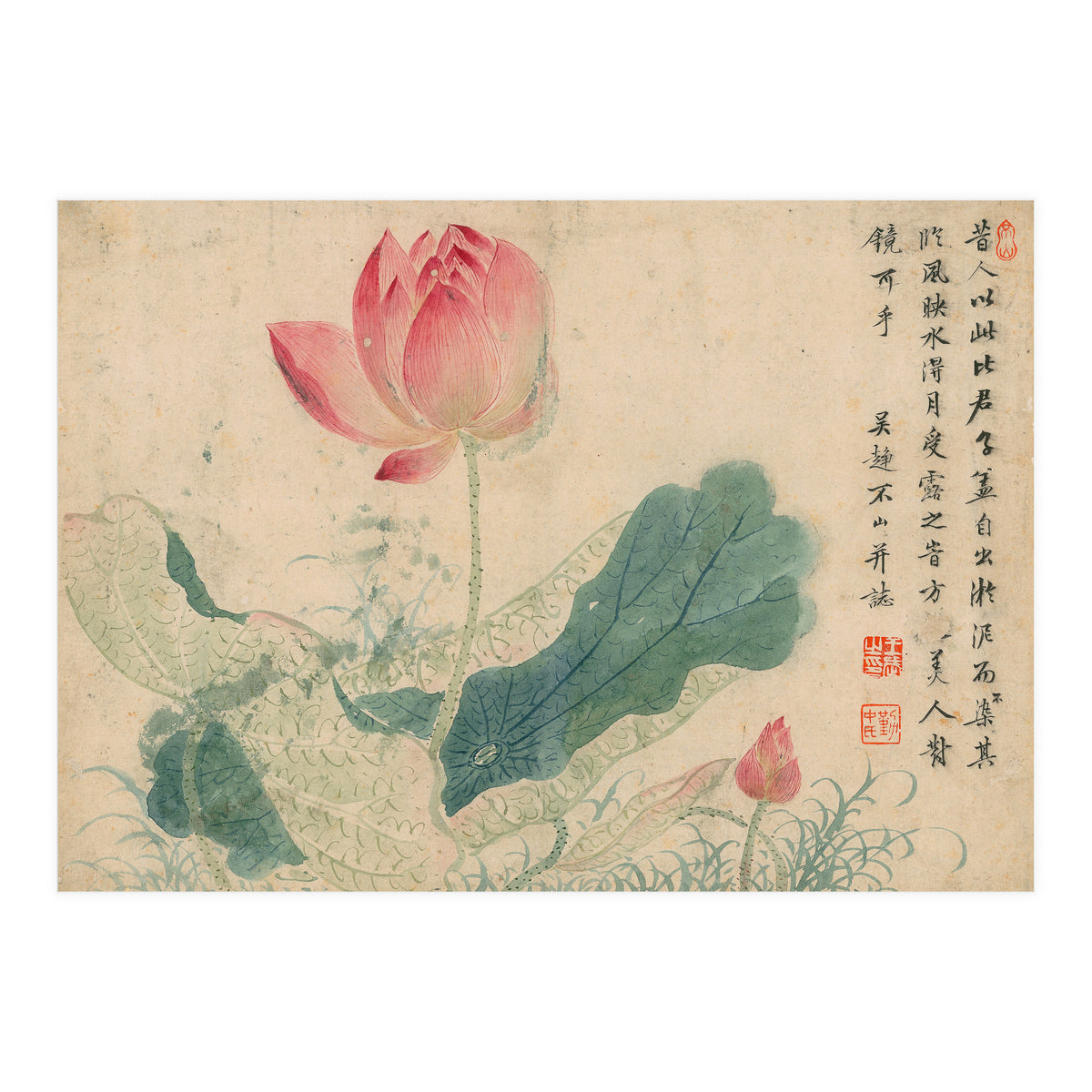 Qing Wangwu Flower album, lotus, lotus leaf, pond, copy of water grass (Print Only)