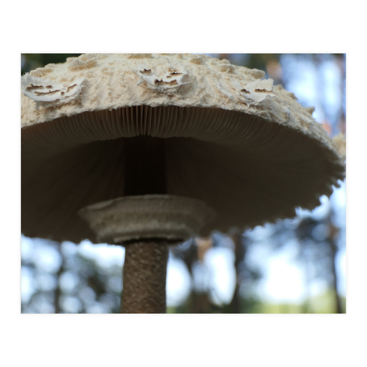 Shelter In The Woods (Print Only)