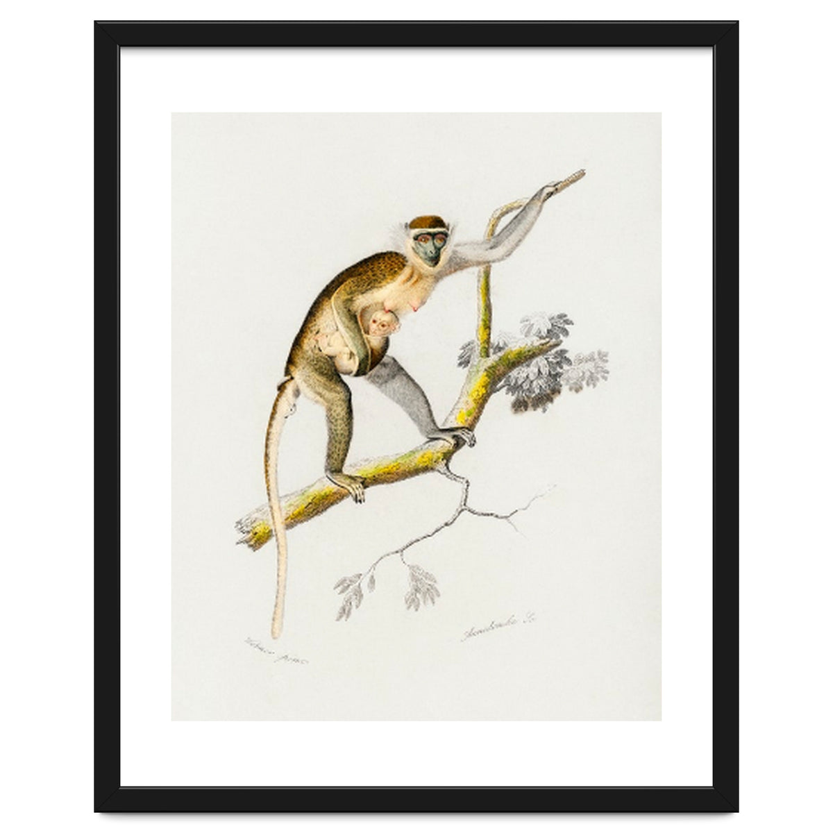Cercopithecus griseus illustrated