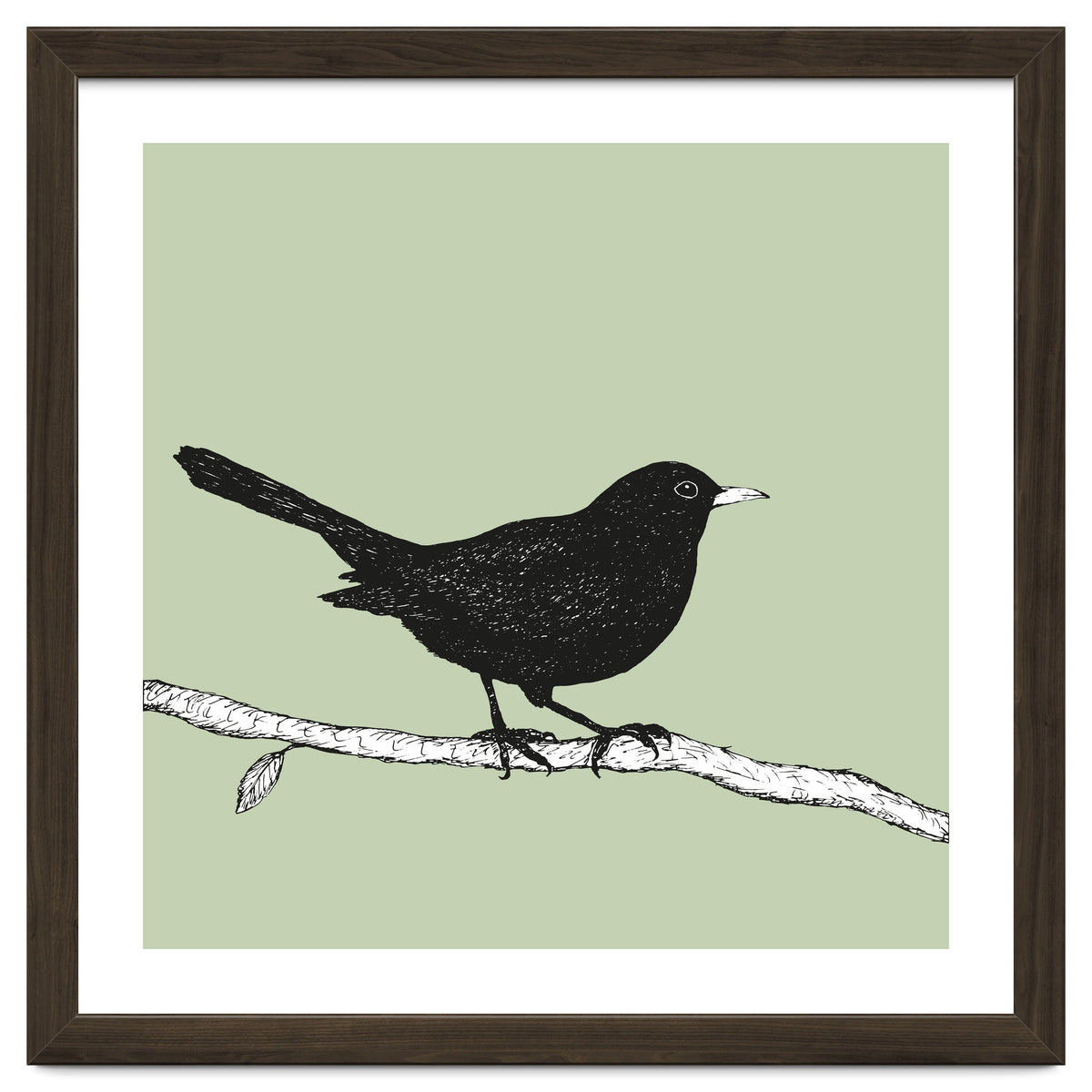 Blackbird pen drawing