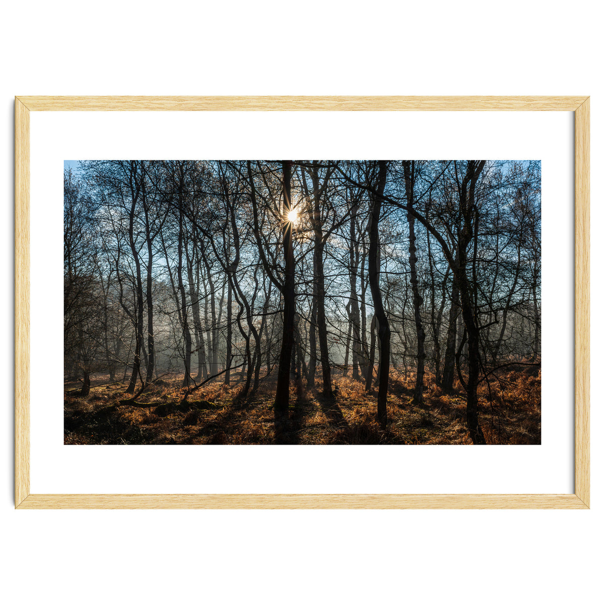 A Special Morning in Heath Warren Woods - Hampshire