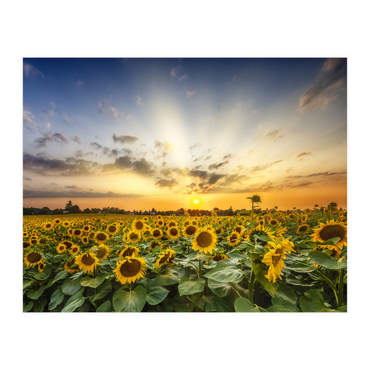 Sunflower field in the evening  (Print Only)