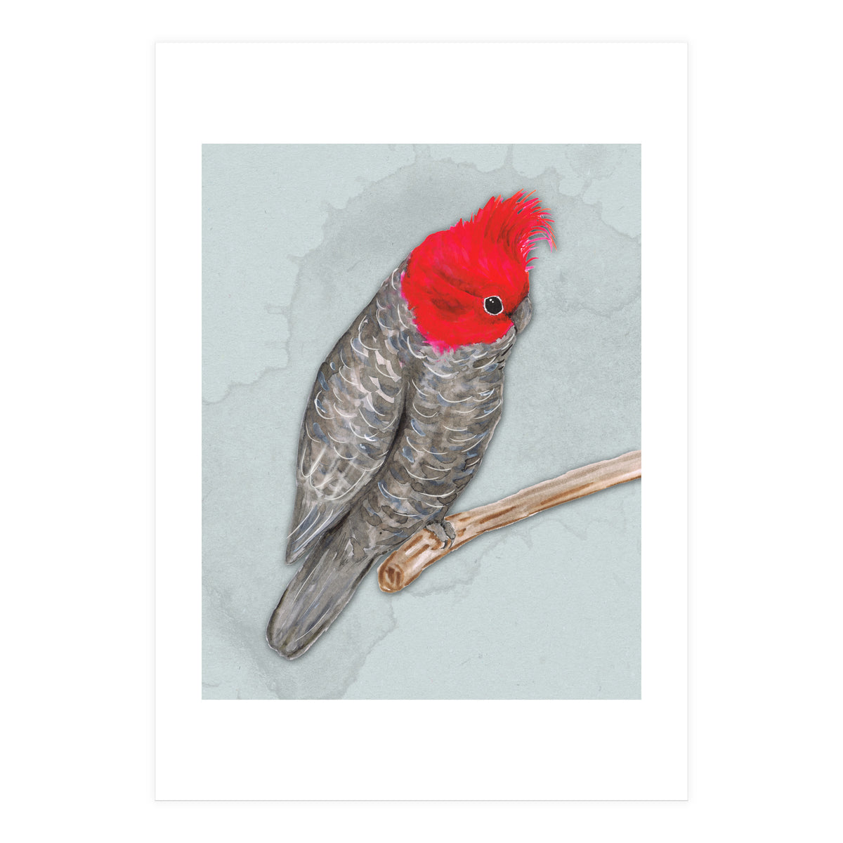 Gang gang cockatoo (Print Only)