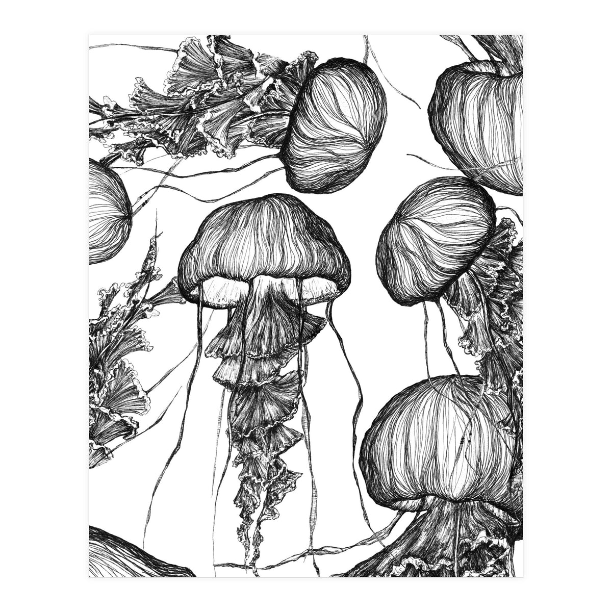 jellyfish (Print Only)