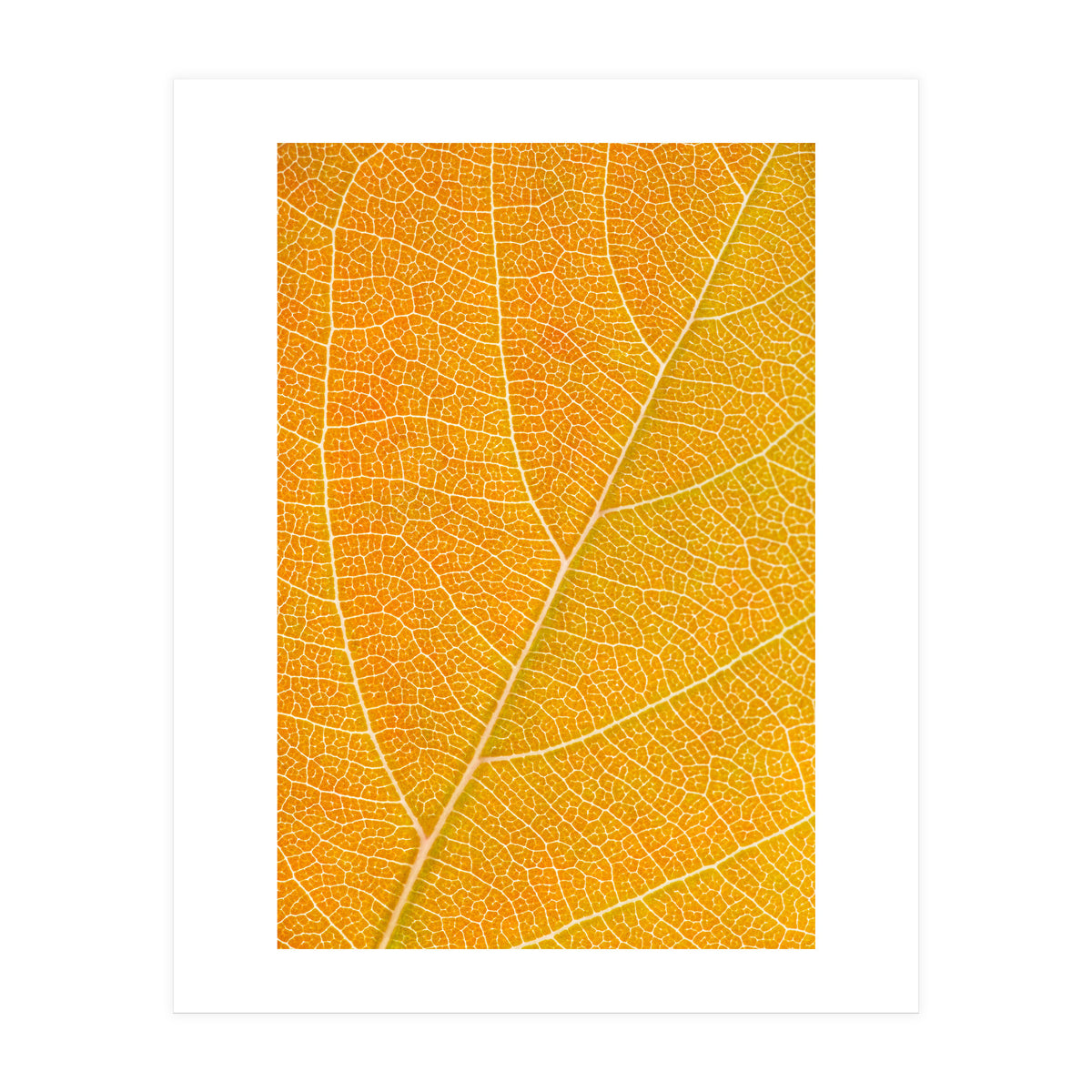 Autumn Leaf (Print Only)