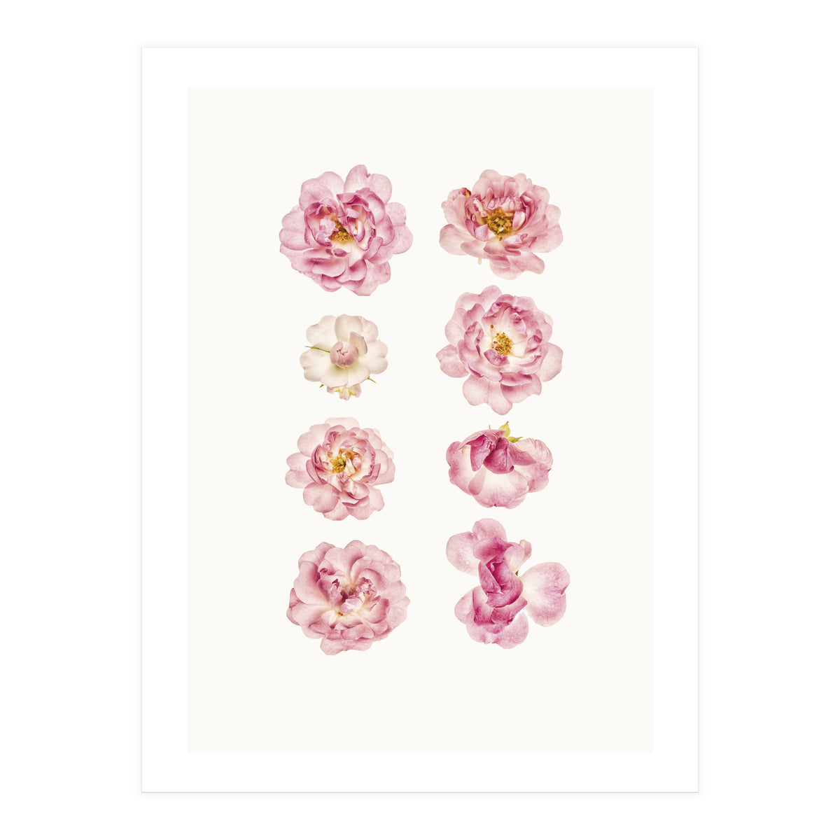 Cc Flower 04 (Print Only)