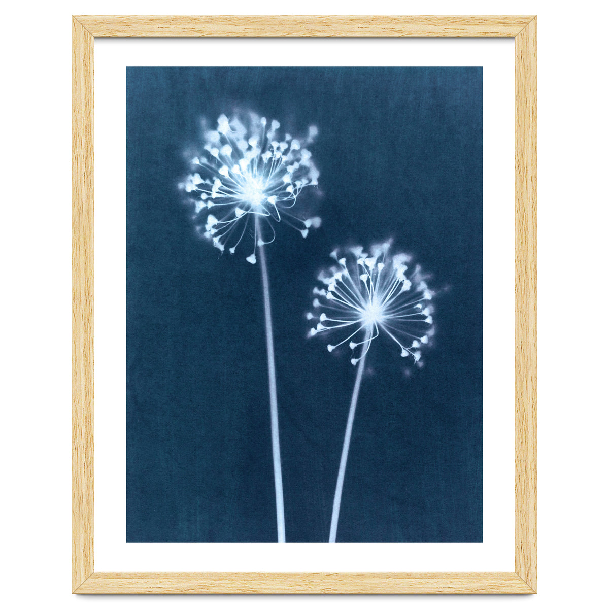 Indigo Dandelion
