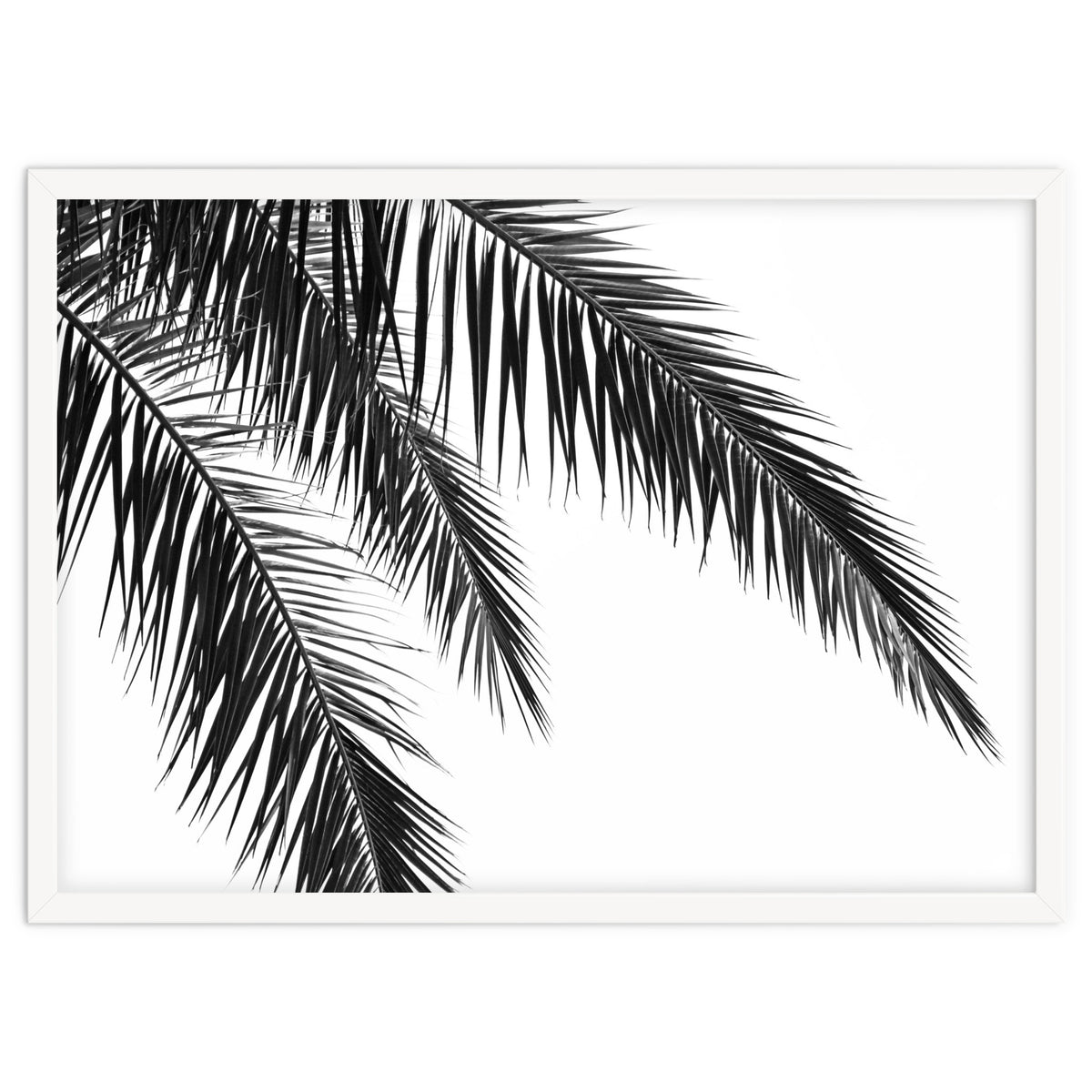 Palm Leaves