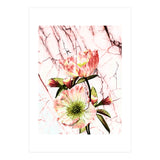 Flowering on pink marble (Print Only) thumbnail