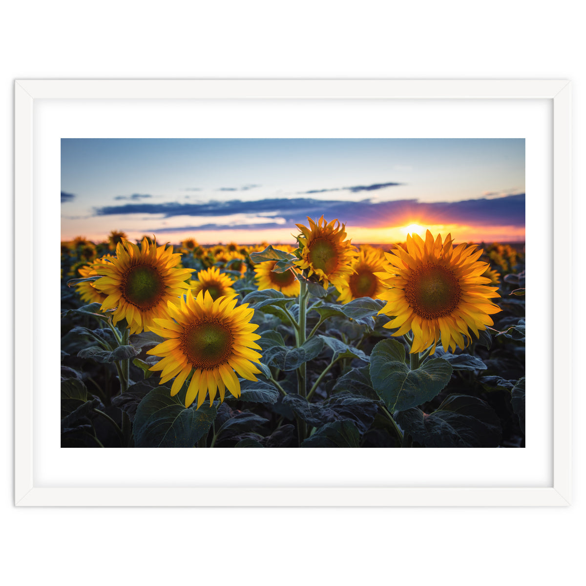 Sunflowers