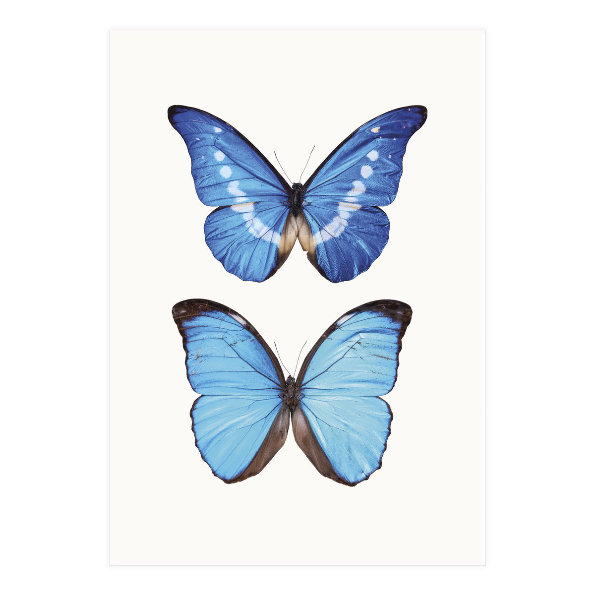 Cc Butterflies 05 (Print Only)