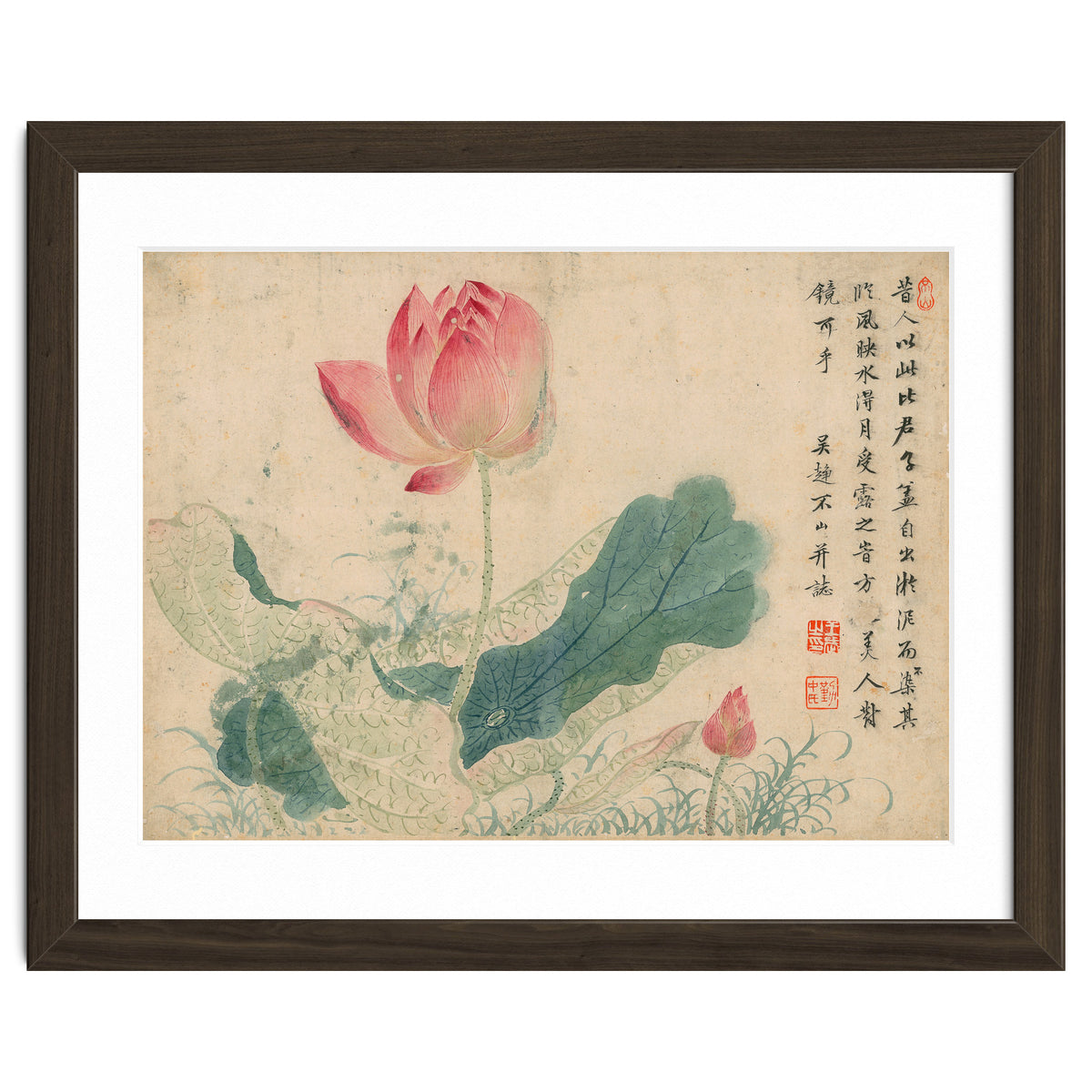 Qing Wangwu Flower album, lotus, lotus leaf, pond, copy of water grass
