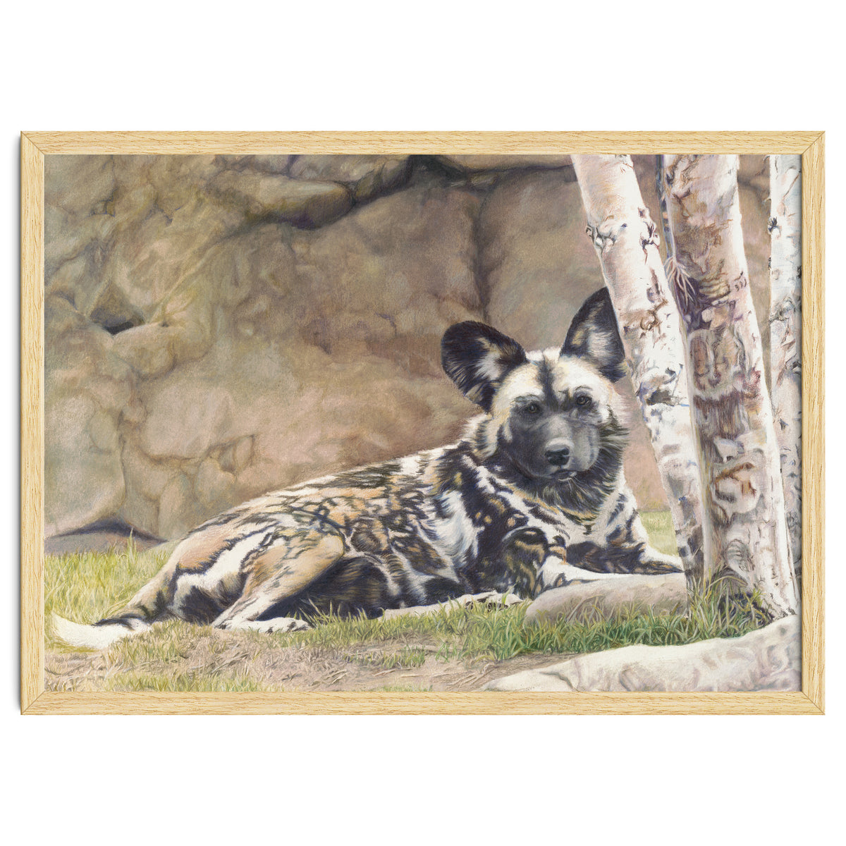 Afican Painted Dog IV - Imara