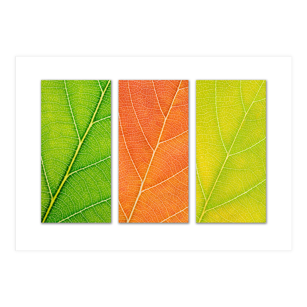 Autumn Leaves (Print Only)