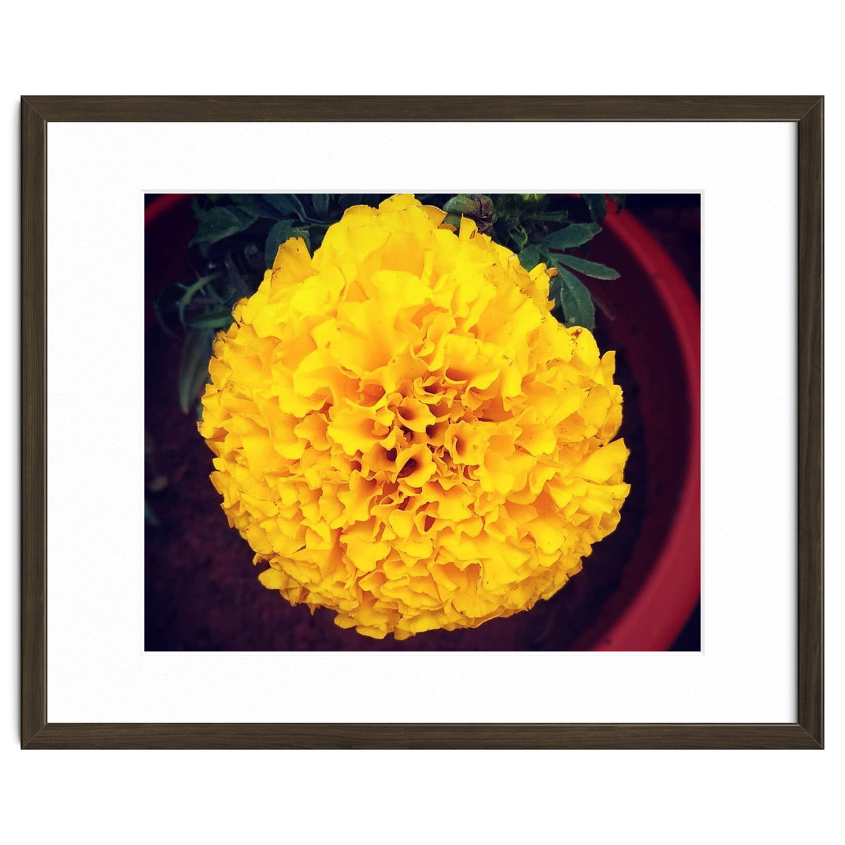 Yellow Chrysanthemum