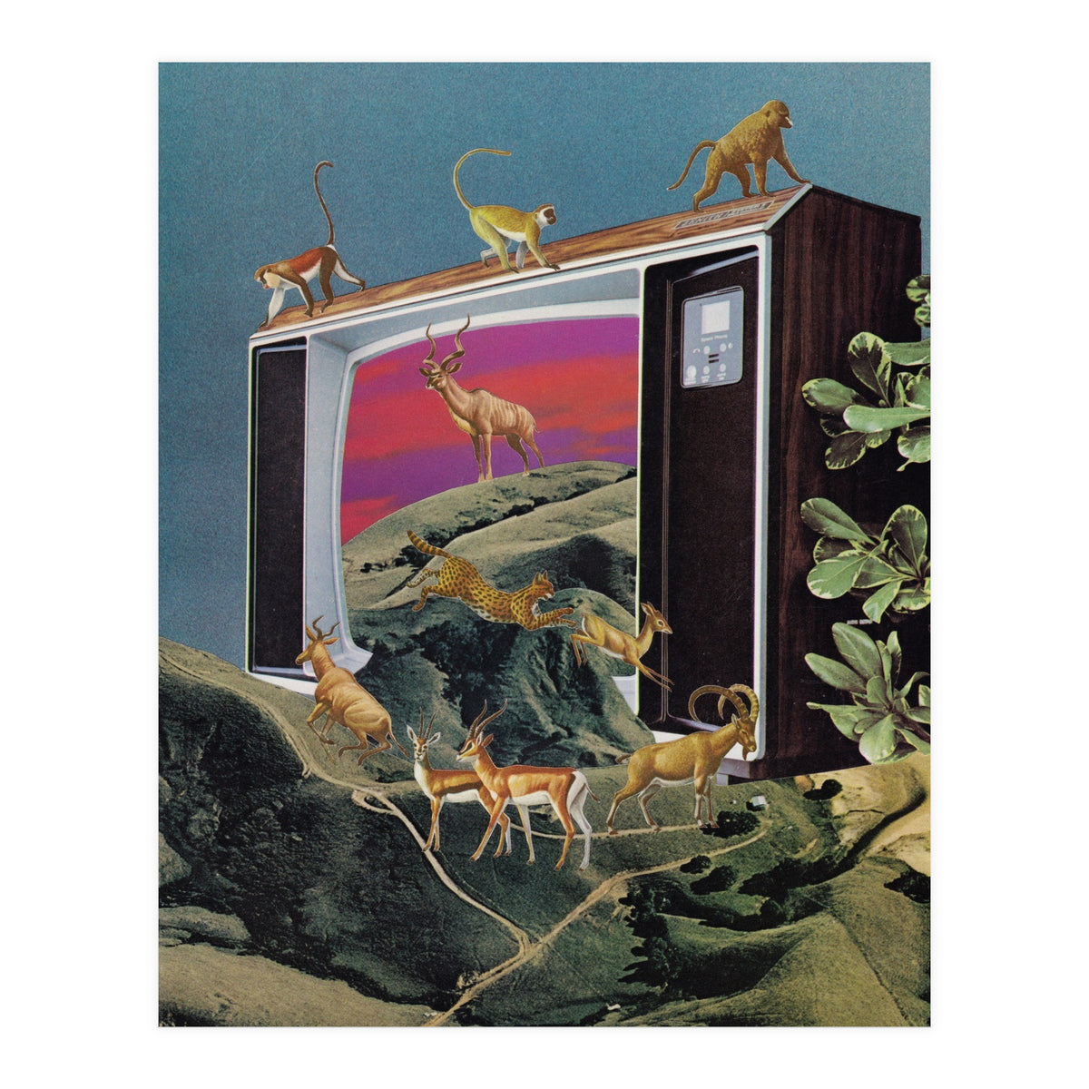 Animal Channel (Print Only)