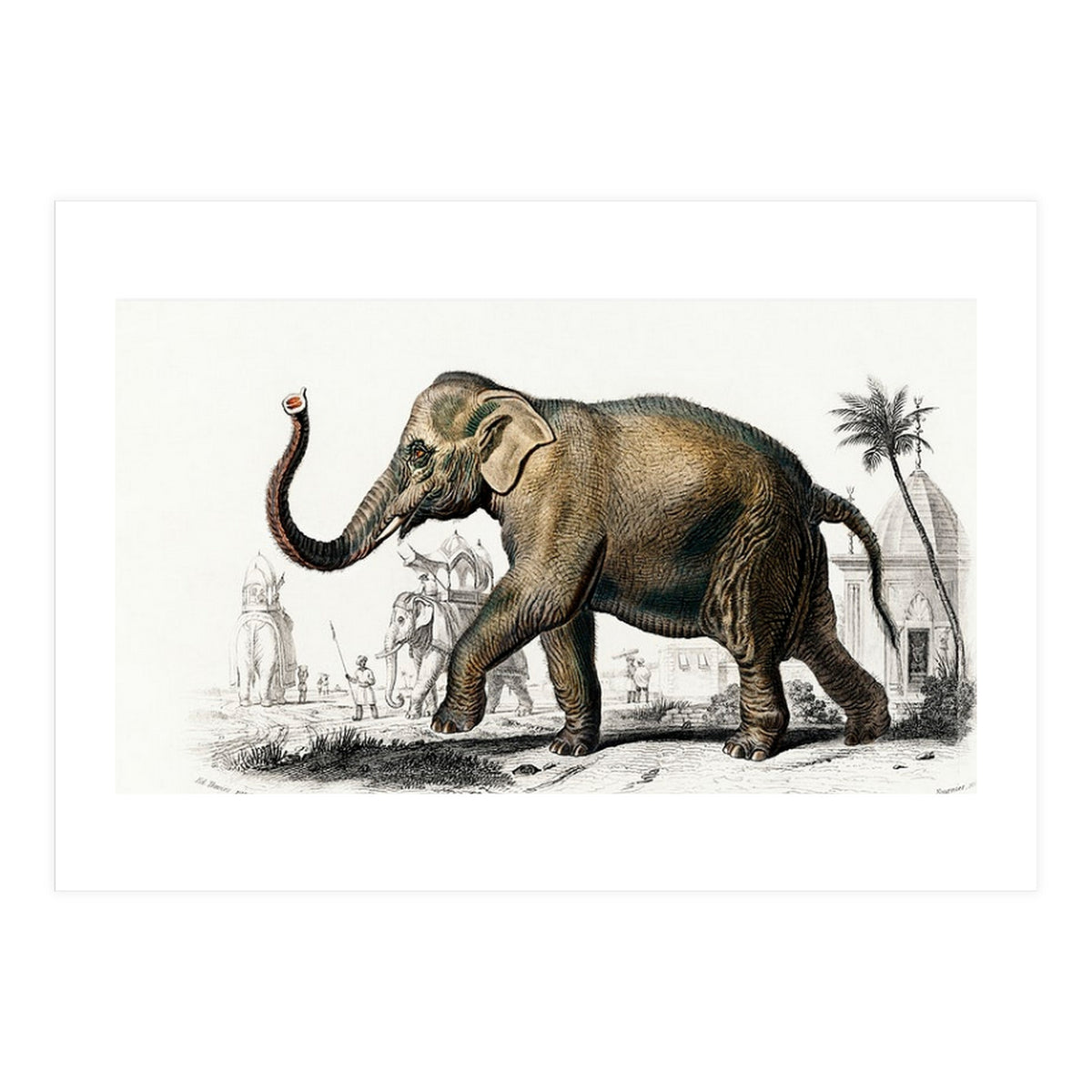 Asiatic elephant indicus illustrated (Print Only)